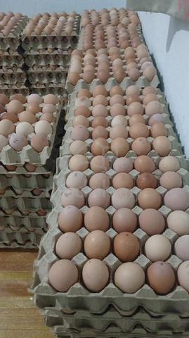 Telur 🐔 fresh direct ladang - photo 6 of 6