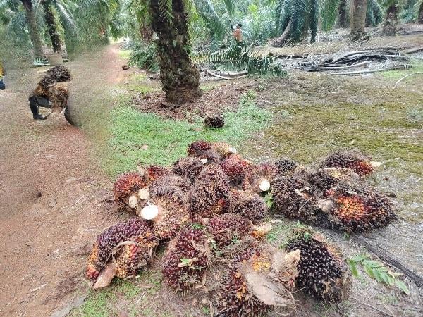 Pontian Oil Palm Plantation 1