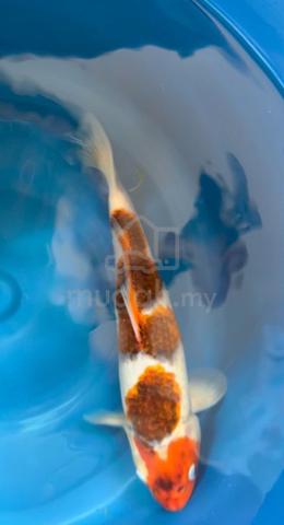 Carousel Image