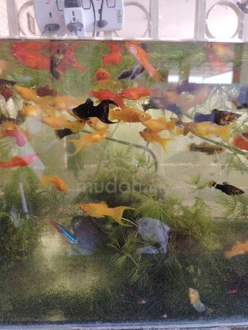 Carousel Image