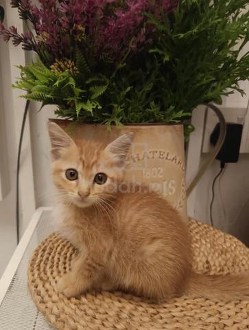 kucing comel mencari tuan baru - photo 2 of 4