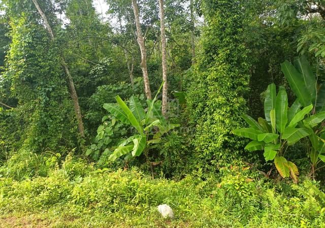 1.6 Ekar Tanah Pokok Getah Jalan Tunku Tiga Segamat Johor 1