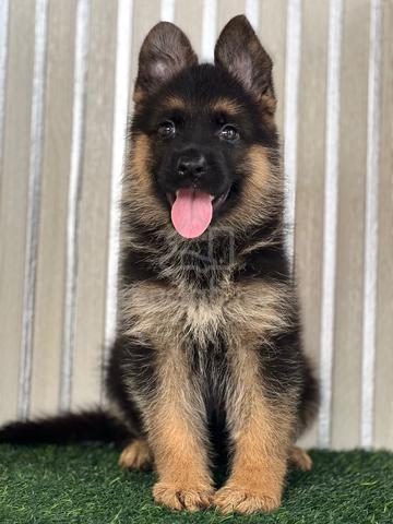 German Shepherd High Quality Female - photo 4 of 5