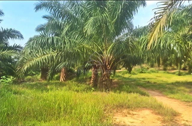 CHEAPEST Kelantan Gua Musang Relai Chiku 5000 acres Palm Oil Land SALE 1