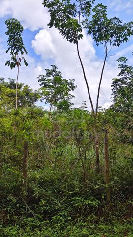 [KEBUN GETAH] Bukit Ular, Padang Terap, Kedah 1