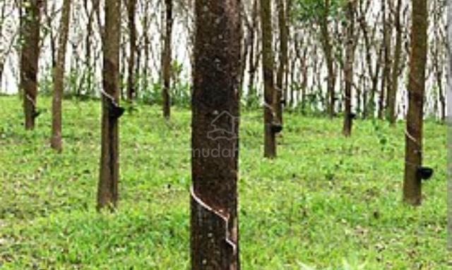 Rubber Trees Agriculture Land Lendu Freehold 1