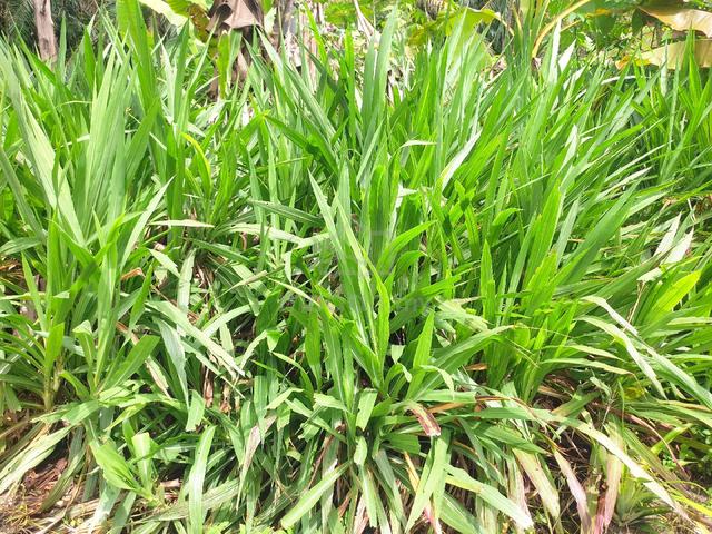 Napier pandan - photo 2 of 4