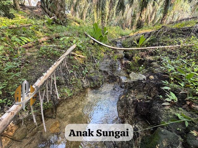 TANAH LADANG KELAPA SAWIT Geran Individu | Tanah Rata |Ada anak sungai 1