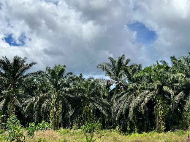 Balung Mull Hill Land For Rent | Land 103.65 Acres | Planted Oil Palm 1