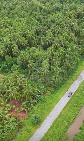 Oil Palm Estate with Mill for Sale 1