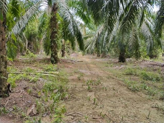 Mukim sepang kg jelutong sg pelek 1