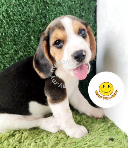 are beagles cheerful dogs