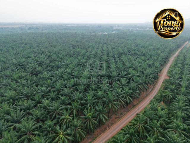 Bedong /Kedah Agriculture Land Zoning Residential For Sale 1