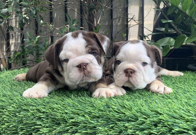 E215 🐻ENGLISH BULLDOG PUPPIES BullDog Only Female - Pets