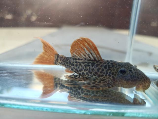Pleco L600 - photo 5 of 5