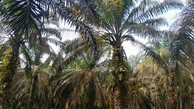 Kampar agricultural land for sale 1