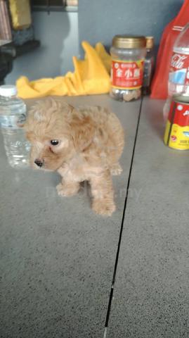 shizu poodle - photo 3 of 3