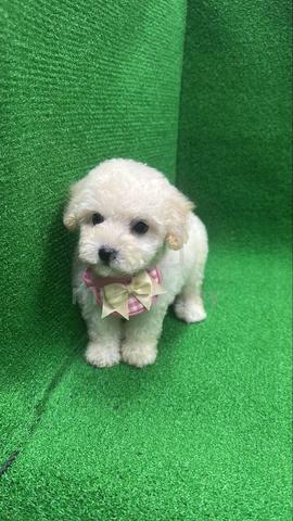 Carousel Image Selected