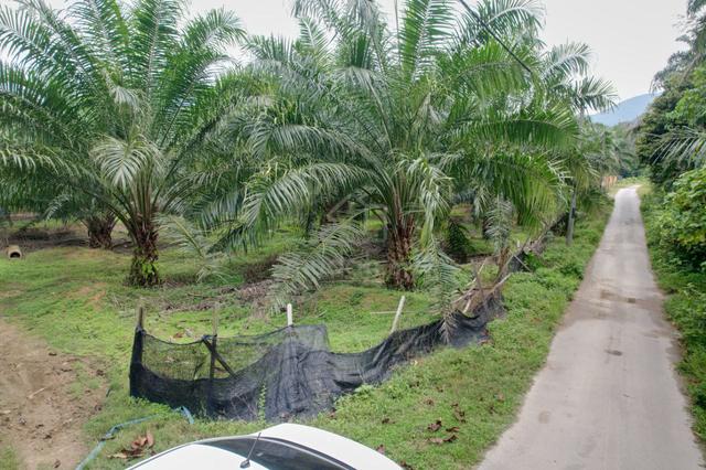 10 Ekar Non Bumi Sawit Rembau (TEPI JALAN+INFRA MUDAH+BERBUAH) 5