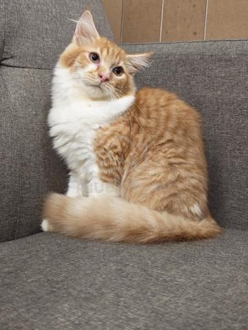 mix mainecoon  - photo 2 of 4