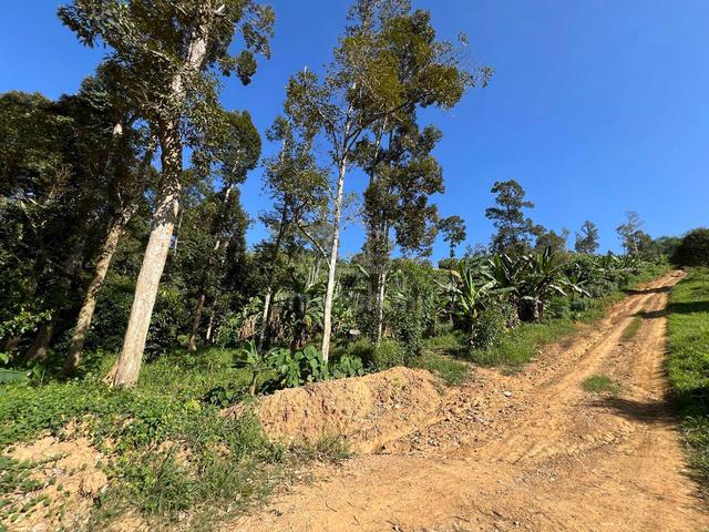 FREEHOLD / Lenggong / 30 Yrs Old Durian Orchard Farm/ Agriculture Land 2