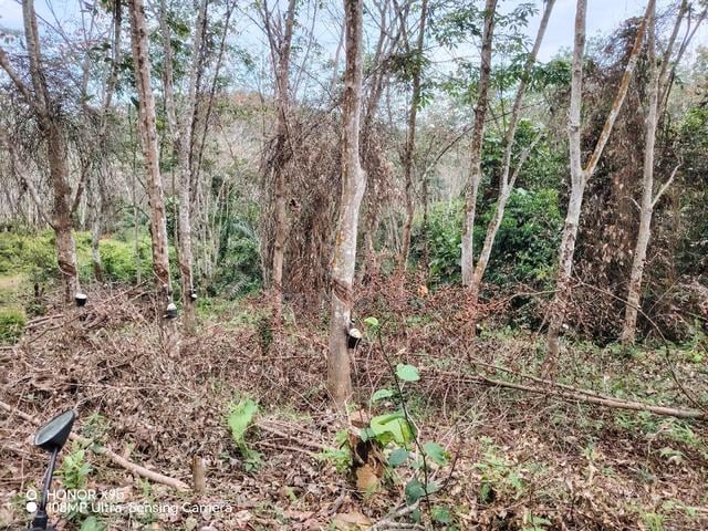 Kebun Getah Untuk Dijual 1