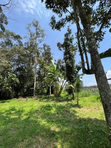 Tanah Dusun Durian/Buah serta Rumah 1.3relong 1