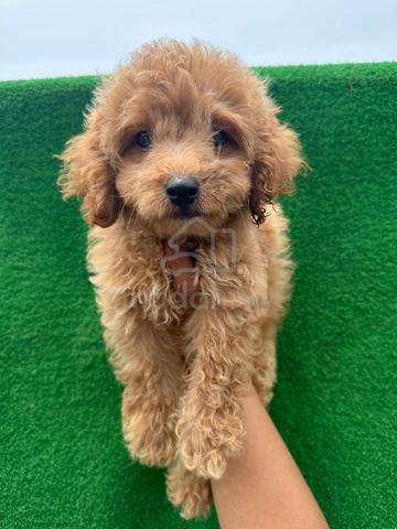 Toy Poodle - photo 3 of 3