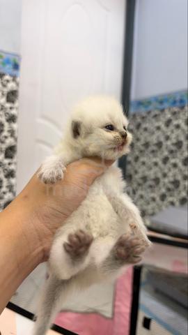 cat for sale - photo 5 of 6