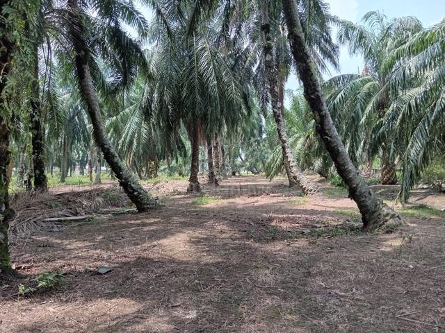 Tanah kelapa sawit  untuk dijual 5