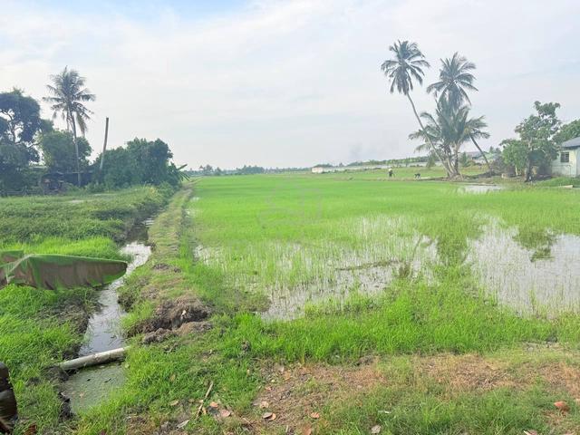 Tanah Sawah Untuk Dijual 1