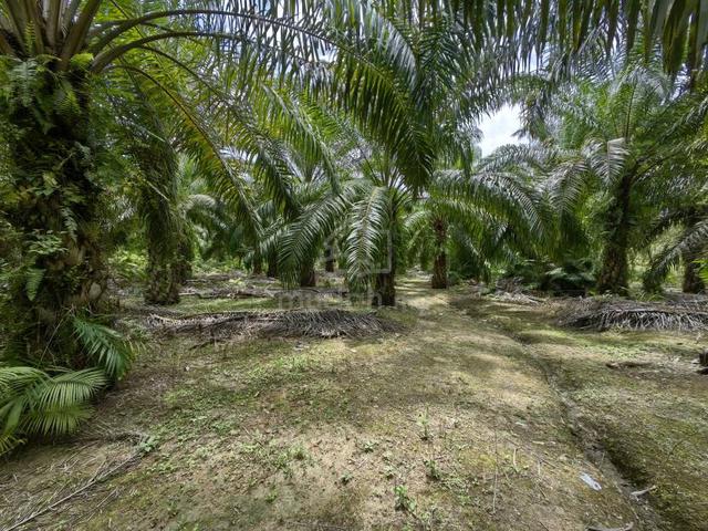 2.5 Acres Freehold Oil Palm Facing Mainroad Benta Damak Jerantut 5