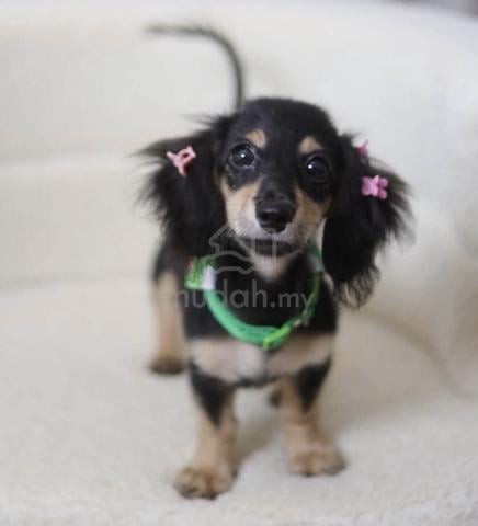 Carousel Image