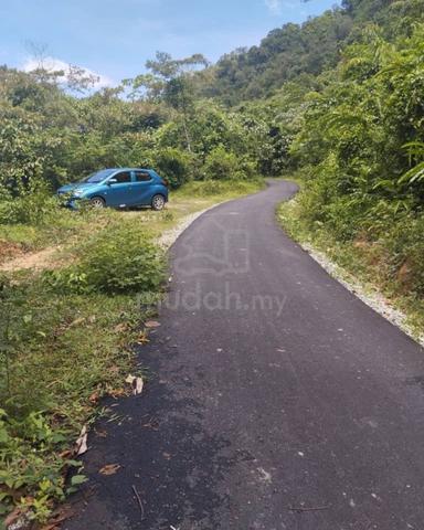 Kebun Getah PB 350 Telok Datu Pokok Sena 1