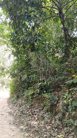 Tanah cantek 1