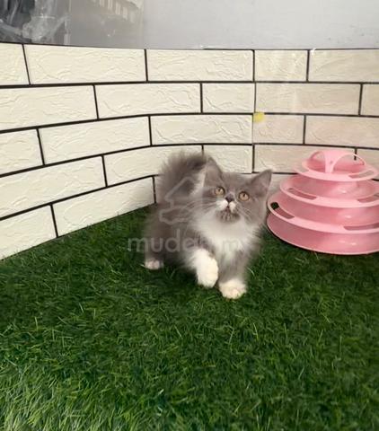 Kucing kaki pendek - photo 3 of 5