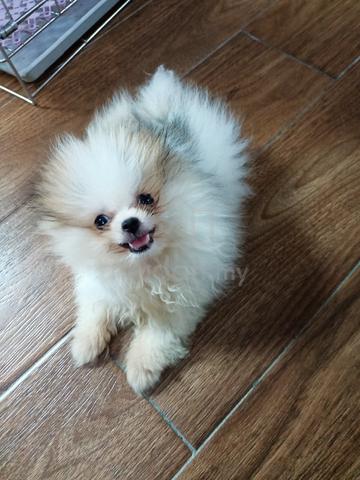 Pomeranian  - photo 2 of 6