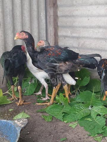 Carousel Image Selected