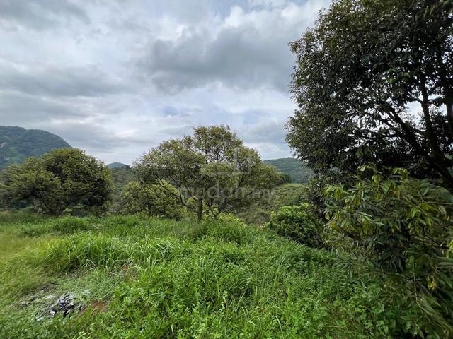 37 Acres Durian Orchard for Sale – Ulu Piah, Ipoh! 1