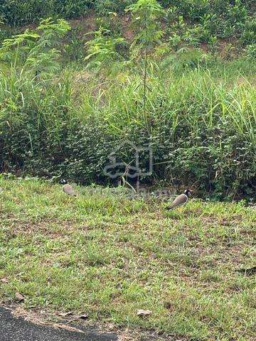 Land for Rent – Kulim Golf Resort Area (Gated Community) 1