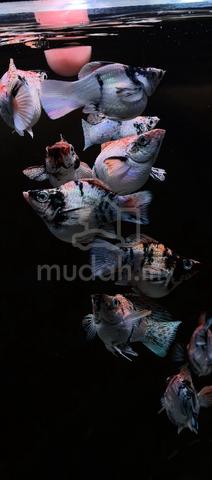 Carousel Image