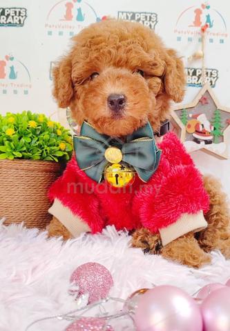 fat poodle puppy dog 42 - Pets for sale in Puchong, Kuala Lumpur