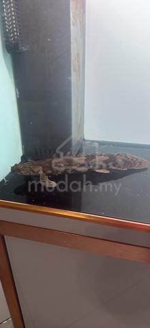 ENDLICHERI BICHIR 14-15inch - photo 3 of 3
