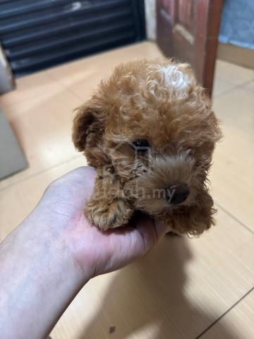 Pure Toy Poodle Brown - photo 6 of 6