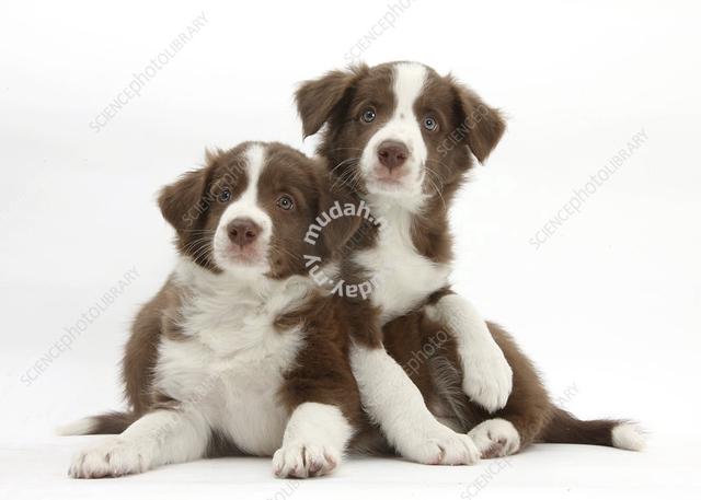 are white border collies rare