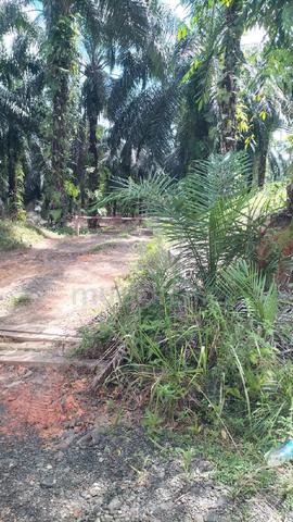 Kebun Sawit 13.51 Ekar NT Geran Individu – Kalumpang, Semporna 1