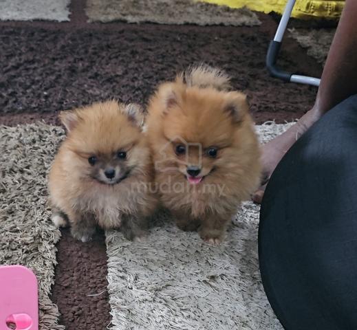 Pomeranian - photo 4 of 5