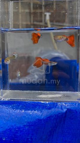 Carousel Image