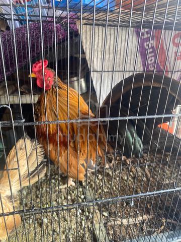 ayam bantam & ayam serama - photo 2 of 3