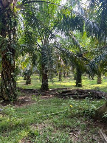Tanah Pertanian Untuk Dijual Segera 1